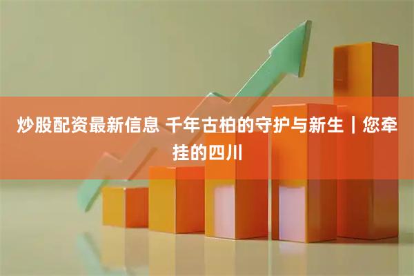 炒股配资最新信息 千年古柏的守护与新生｜您牵挂的四川