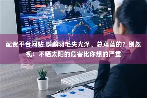 配资平台网站 鹦鹉羽毛失光泽、总蔫蔫的？别忽视！不晒太阳的危害比你想的严重