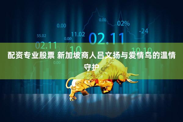 配资专业股票 新加坡商人吕文扬与爱情鸟的温情守护